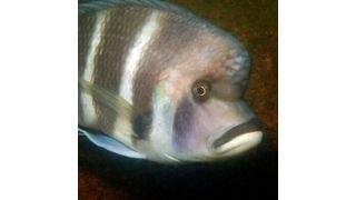 Cyphotilapia gibberosa is one of the particularly curious cichlids in Lake Tanganyika. (Source: University of Basel, Adrian Indermaur)
