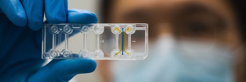 Die Forschenden lassen die Knochen auf einem solchen Chip wachsen. Die Vertiefungen beinhalten das Hydrogel.(Bild:  AIM Biotech)
