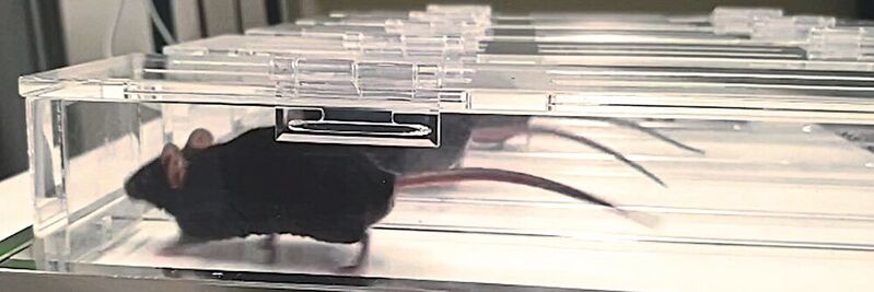 Mäuse auf dem Laufband – Bei trainierten Tieren waren teils andere Gene in den Muskeln aktiviert als bei untrainierten.