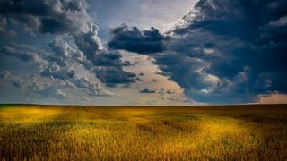 Nicht nur schlechtes Wetter gefährdet die Ernte. (Pixabay)