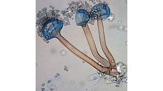 Der Schimmelpilz Rhizopus microsporus var. oligosporus (Quelle: www.mycology.adelaide.edu.au/)