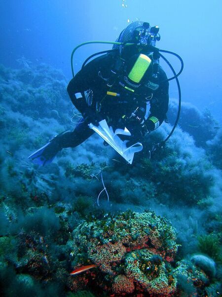 Since 2002, Diego Kersting and Cristina Linares have been monitoring 250 coral colonies in the marine reserve in Columbrets. (Diego Kersting)