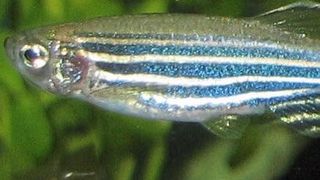 Austrian Researchers observed the entire brains of zebrafish to study their behaviour.  (CCO, www.goodfreephotos.com)