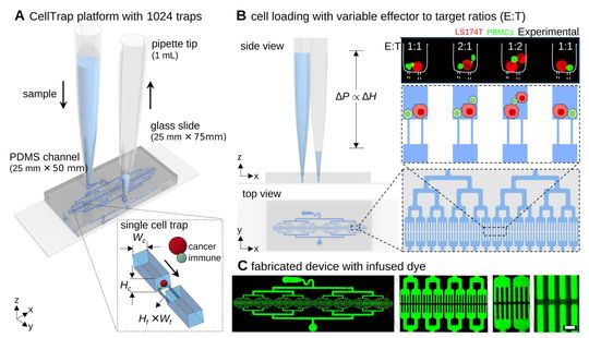 Fig. 2: Principio de funcionamiento de CellTrap. (A) El chip de PDMS, colocado sobre un portaobjetos, se carga desde la punta de una pipeta; cada trampa termina en filtros estrechos que retienen las células. (B) La diferencia de altura entre la entrada y la salida impulsa el flujo, y las células quedan capturadas aleatoriamente en diferentes relaciones efector-objetivo (E:T). (C) Red de canales visualizada mediante un colorante fluorescente.(Bild:  Fig2_CellTrap_principle /Khan et al. / CC BY 3.0)