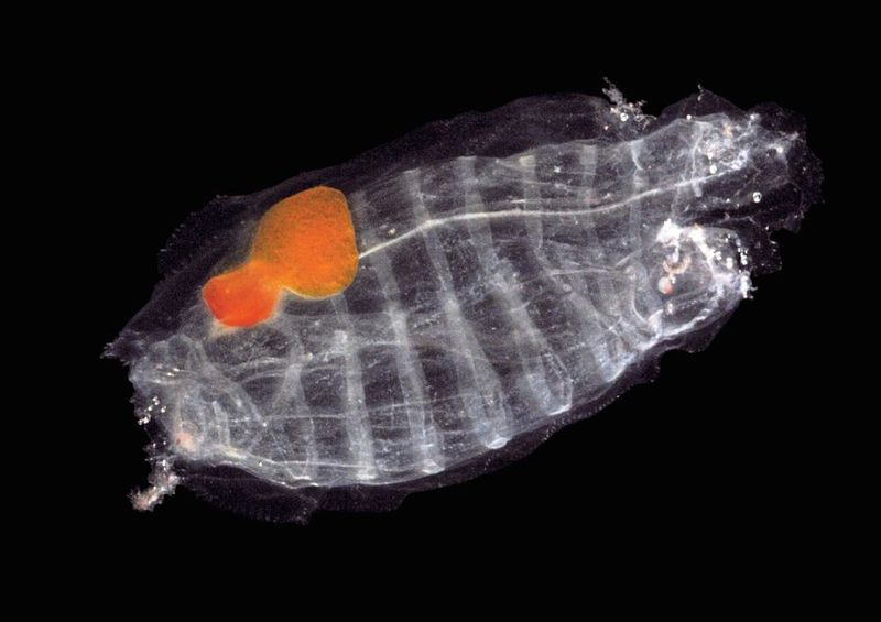 Salpen wie diese Salpa thompsoni können in einigen Regionen des Südozeans noch häufiger vorkommen als Krill. (Jan Michels)