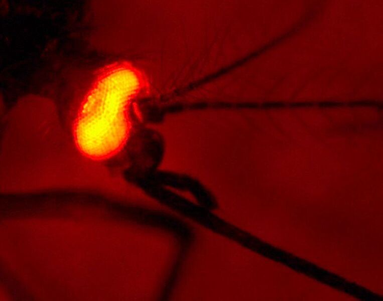 Die erfolgreiche genetische Modifizierung des Insekts wird mithilfe eines fluoreszierenden Proteins sichtbar gemacht, das hier im Auge der Mücke produziert wird. ((c) Dr. Irina Häcker)