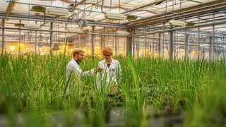 Forschende des KIT haben entschlüsselt, wie der gefährliche Reisbrandpilz das Immunsystem der Pflanze austrickst. (Bild: Maren Riemann, KIT)