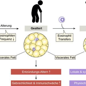 Mit zunehmendem Alter reduziert sich der Anteil an Eosinophilen im Fettgewebe. Dies führt zu Entzündungen, die zu Gebrechen und Immunschwäche beitragen. Die eosinophile Zelltherapie reduziert die Entzündungen – es kommt zu einer Verjüngung des Organismus.(Bild:  DBMR, Universität Bern, D. Brigger)