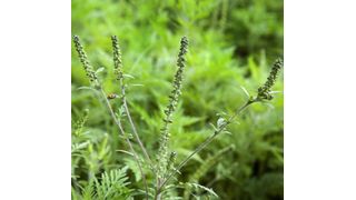 Die Beifuß-Ambrosie (Ambrosia artemisiifolia) stammt ursprünglich aus Nordamerika und hat sich bereits in weiten Teilen Europas ausgebreitet. Ihre Pollen zählen zu den aggressivsten Allergie-Auslösern. (Bild: Klaus-Dieter Sonntag/ fotoplusdesign.de/ UFZ)