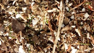 Unbehandelte Lignocellulose - Ausgangsstoff zur Herstellung von Bioethanol (Bildquelle: Universität Hohenheim/Michael Buck)