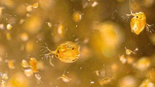 Pestizide können bereits in geringsten Konzentrationen Wirkungen auf sensitive Individuen haben. Das zeigen u.a. die Versuche mit Wasserflöhen. (André Künzelmann / UFZ)