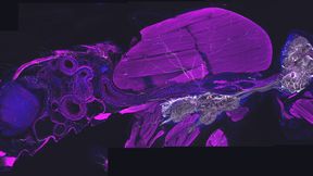 Querschnitt durch eine erwachsene Fliege: Die Octopamin-nutzenden Nervenzellen sind weiß dargestellt. Sie verlaufen vom zentralen Nervensystem zu verschiedenen Organen im Körper, darunter auch Muskeln (magenta). (Bild: Mareike Selcho/Universität Leipzig)