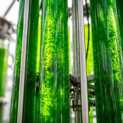 Researchers have developed a low-energy way to distribute sunlight more evenly throughout algae cultivation systems. (Source: Michigan State University)