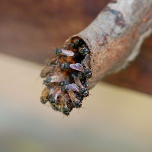 (Christoph Grüter, JGU)