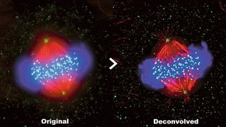 Fluoreszenzbild vor (links) und nach (rechts) der Dekonvolution mit dem Bilddekonvolutionsmodul in Cellsens 2.1. (Olympus)