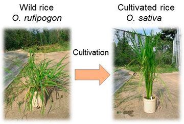 Cultivated rice was developed from wild rice, which is a weed. (Source: University of Kobe)