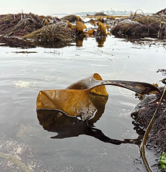 Die komplexen Zucker der Braunalgen – hier aufgenommen in Roscoff von Mitautorin Nicole von Possel – sind für Bakterien im Meer sehr schwer abzubauen, was sie besonders wichtig für die Kohlenstoffspeicherung macht. Verwandte des Darmbakteriums Akkermansia, die im Meer leben, sind auf ihre Zersetzung spezialisiert.(Bild:  Nicole Von Possel/Max-Planck-Institut für Marine Mikrobiologie)