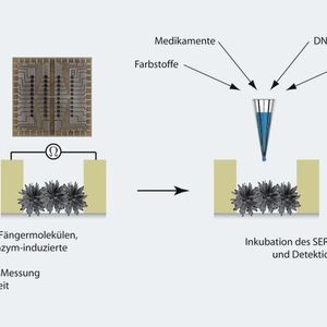2	 Herstellung der enzymatisch generierten Silbernanopartikel (EGNP), Charakterisierung ihrer SERS-Aktivität über die Messung der elektrischen Leitfähigkeit und Nutzung dieser Edelmetallstrukturen für die Detektion von Analytmolekülen.
