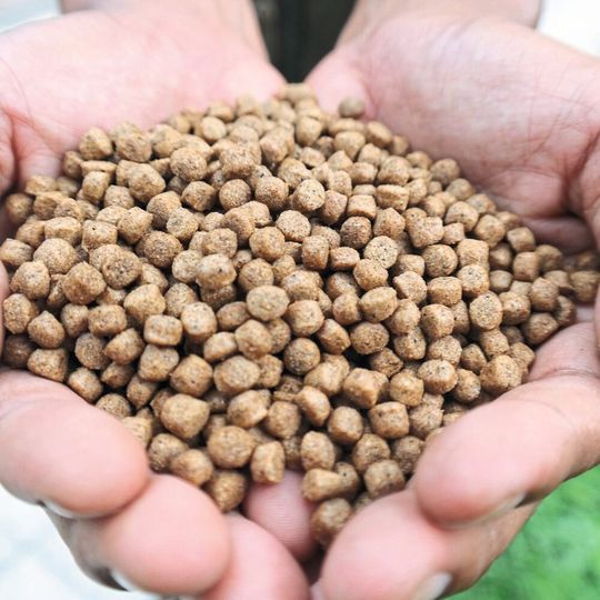 Egal ob Fischfutter oder Holzpellets, die Anlagen von Amandus Kahl produzieren weltweit unterschiedlichste Produkte für viele Industriezweige. Bei der Fernwartung setzt das Unternehmen auf eine Lösung von Wachendorff. Egal ob Fischfutter oder Holzpellets, die Anlagen von Amandus Kahl produzieren weltweit unterschiedlichste Produkte für viele Industriezweige. Bei der Fernwartung setzt das Unternehmen auf eine Lösung von Wachendorff.