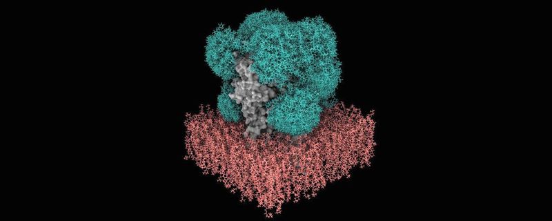 Modell des Zuckerschilds (grün) auf dem GABAA-Rezeptor (grau) in einer Membran (rot), erstellt vom neuen Algorithmus Glyco Shield(Bild:  Cyril Hanus, Inserm, University Paris-Cité)