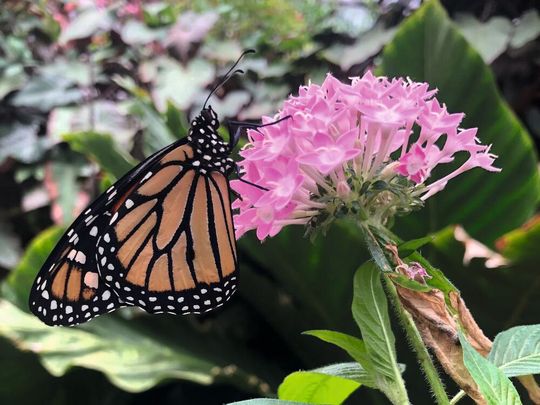 Monarchfalter (Danaus plexippus) an einer Seidenpflanze der Gattung Asclepias. Die auf diese Wirtspflanzen spezialisierten Pflanzenfresser nehmen Pflanzengifte mit ihrer Nahrung auf und speichern sie in ihrem Körper. Mit ihrer grellen Färbung signalisieren sie ihren Fressfeinden, dass sie ungenießbar sind. Die Einlagerung von Pflanzengiften ist aber auch für diese Art physiologisch kostspielig.(Bild:  Hannah Rowland)