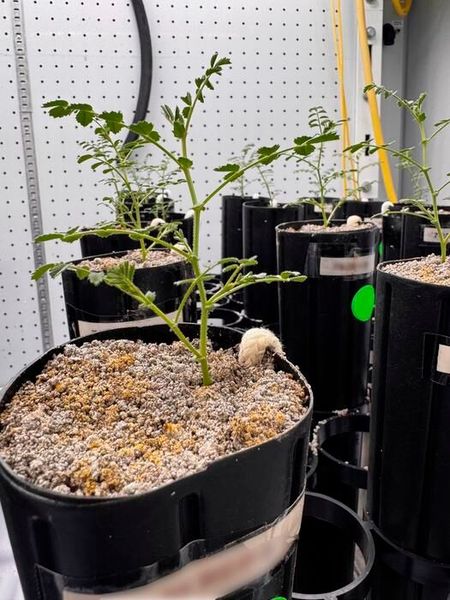 To maintain root hydration in a substrate with poor structure and limited water retention, the researchers developed a cotton wick–based irrigation system that delivered water directly to the chickpea root zone.  (Source: Jessica Atkin)