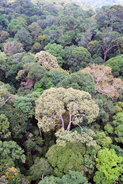 Massenblühen: Sicht auf die Baumkronen im Lambir Hills National Park in Borneo (Malaysia) (Bild: UZH)