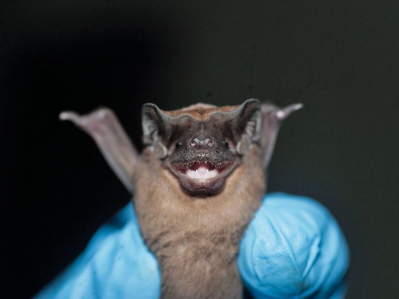 Die Große Samtfledermaus stammt aus Mittel- und Südamerika. Die Tiere besitzen ein effektives Immunsystem, das sie vor Infektionen schützt. (Bild: MPI f. Ornithologie)