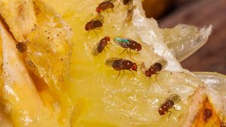 The group of researchers have shown that one particular adaptation—larger and faster hatching eggs—is common for all fruit fly populations exposed to crowding.  (phoopanotpics - stock.adobe.com)
