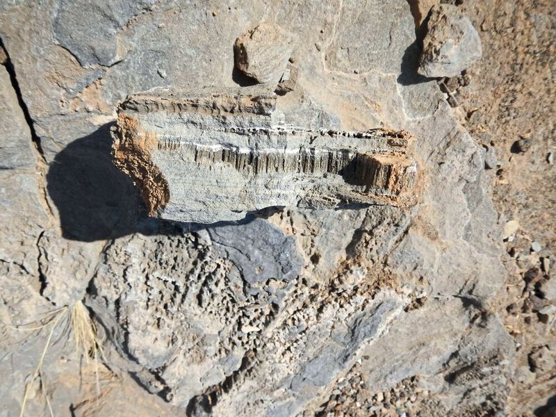 Marmor aus Namibia: Ausgehend von einer Spalte, die mit weißem Kalziumkarbonat gefüllt ist, sind Röhrchen in paralleler Anordnung nach unten gewachsen.  (Bild: Cees Passchier)