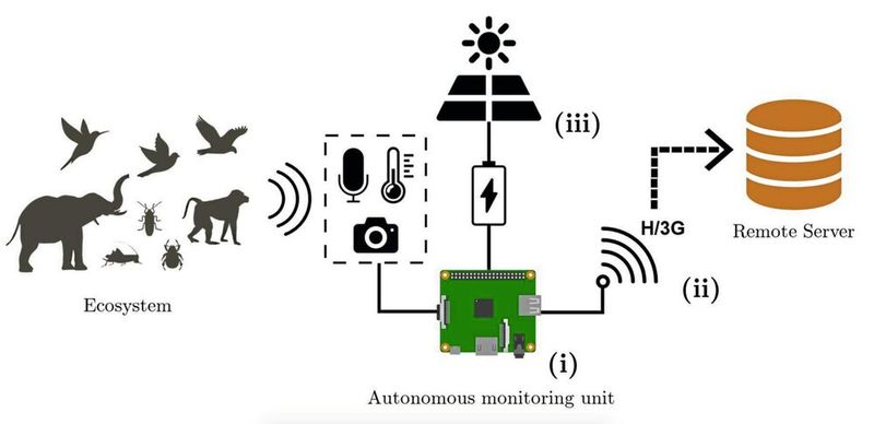 Höre den Regenwald: Die SAFE-Acoustics-Website überträgt Audiodaten von Aufnahmegeräten, die in einer Region des Regenwaldes von Borneo aufgestellt wurden. (Bild: Raspberry Pi/WWF)