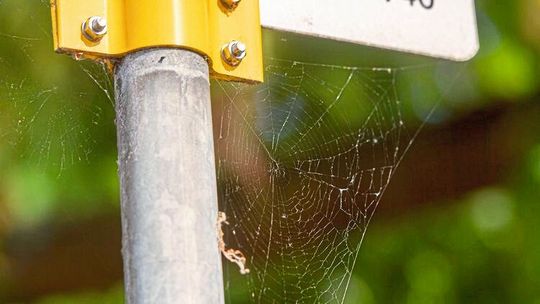 Oldenburger Forscherinnen haben Spinnennetze untersucht, um einen Überblick über Plastikteilchen in der Luft zu erhalten. Oldenburger Forscherinnen haben Spinnennetze untersucht, um einen Überblick über Plastikteilchen in der Luft zu erhalten.