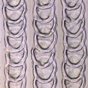 (Interferometer-Aufnahme: Christian Greiner, KIT)