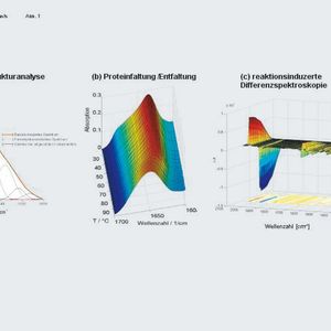 Abb.1: Beispiele für Untersuchungen in der IR-Bioanalytik (a) Analyse der Sekundärstruktur eines Proteins durch Amid-I Bandenanalyse, (b) Untersuchung des Faltungsverhaltens und der Temperaturstabilität von Proteinen, (c) IR-Differenzspektroskopie: Photodissoziation von CO aus der Bindungsstelle der Cytochrom c Oxidase