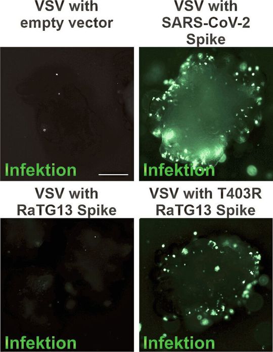 Die fluoreszenzmikroskopischen Aufnahmen zeigen die Infektion von Darm-Organoiden vermittelt durch SARS-CoV-2 Spike-Protein (oben rechts) und durch RatG13 T403R Spike-Protein (unten rechts). Die fluoreszenzmikroskopischen Aufnahmen zeigen die Infektion von Darm-Organoiden vermittelt durch SARS-CoV-2 Spike-Protein (oben rechts) und durch RatG13 T403R Spike-Protein (unten rechts).