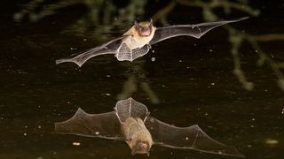 Fledermäuse sind die einzigen Säugetiere, die fliegen können. Allein das macht sie besonders. (Bild: Carl - stock.adobe.com)