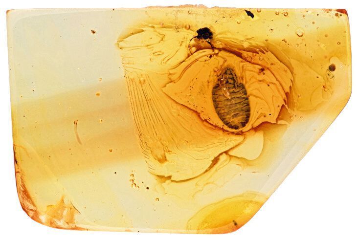 Das Fossil im Bernstein. Das Alter liegt zwischen 42-49, maximal 54 Millionen Jahren. Dieses Fossil wurde am Institut für Zoologie und Evolutionsforschung mit Phyletischem Museum, Ernst-Haeckel-Haus und Biologiedidaktik der Universität Jena wissenschaftlich untersucht. (Hans Pohl/FSU)