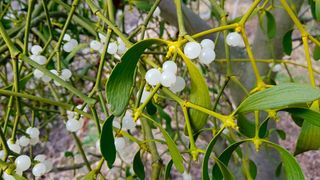 Misteln wachsen in weiten Teilen Europas in großer Zahl. Aus ihren Beeren könnte schon bald ein natürlicher Superkleber entstehen.  (Bild: Nils Horbelt)
