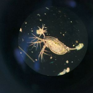 Abb. 2: Neben zahlreichen Protisten tummeln sich auch andere Bewohner im Wasser. Hier zu sehen: Nauplius und Wasserfloh im Dunkelfeld, ...