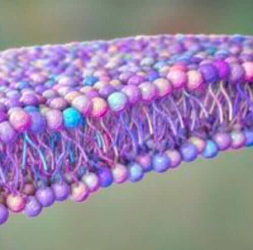This illustrated biological lipid membrane is similar to those that surrounds certain viruses, and are the target of a new antiviral treatment strategy. This illustrated biological lipid membrane is similar to those that surrounds certain viruses, and are the target of a new antiviral treatment strategy.