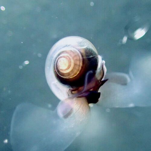 Sea snails – the picture shows a pteropod – play an important role in the marine food web. They are especially sensitive to ocean warming and acidification. Sea snails – the picture shows a pteropod – play an important role in the marine food web. They are especially sensitive to ocean warming and acidification.