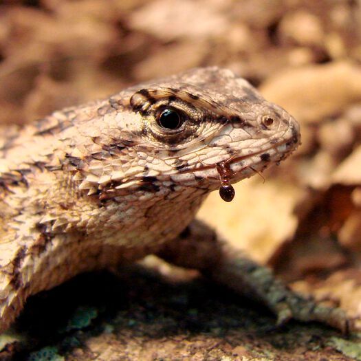 Eating fire ants might prepare a lizard’s immune system to be stung by the ants, according to a new study by researchers at Penn State. Eating fire ants might prepare a lizard’s immune system to be stung by the ants, according to a new study by researchers at Penn State.