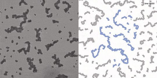 Das Bild zeigt eine Momentaufnahme während der Cluster-Bildung. Die Aggregate drehen sich dabei im Uhrzeigersinn. (links: Experiment, rechts: Simulation). Die tanzenden Aggregate in Bewegung gibt es in dem hier verlinkten GIF. (Bild:  Palacci Gruppe/Nature Physics)
