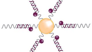 Abb. 1: Eine Smartflare-Sonde besteht aus einem Gold-Nanopartikel, an den ein ca. 40 Nukleotide langer DNA-Strang gekoppelt ist, der komplementär zu einem Teil der Ziel-RNA-Sequenz ist. (Bild: Merck Millipore)