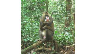 A mandrill eating fruit. (Source: University of Bristol )