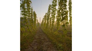Über 99 Prozent des Hopfens werden von der Brauwirtschaft nachgefragt. 150 bis 400 g des „Grünen Goldes“ werden pro Hektoliter Bier verarbeitet. (Bild: Siemens)