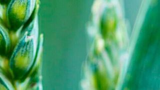 Macht ausgerechnet die RED-II-Richtlinie der Bioenergie das Leben schwer? (gemeinfrei)