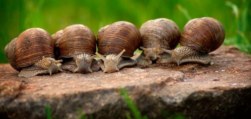 Im Scheckentempo: Der Breitbandausbau mit Glasfaser in Deutschland verläuft schleppend - ein Problem nicht nur für 5G. (Bild:   / CC0)