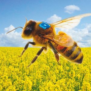 Konzept eines bienengetragenen RFID-Sensors, der unterstützt durch eine miniaturisierte Batterie des Fraunhofer IZMs die Forschung zur Bienengesundheit vorantreiben soll.

