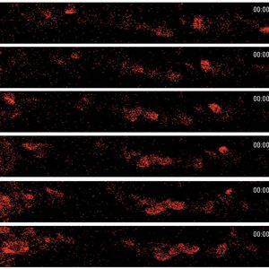 Abb.2: Zebrafischembryo, der das Fluoreszenzprotein DsRed unter der Kontrolle eines blutzellenspezifischen Promoters exprimiert. Schnelle Bilderzeugung mit einem Resonanzscanner bei 167 Bildern pro Sekunde mit einer Auflösung von 512 x 64 Pixel.